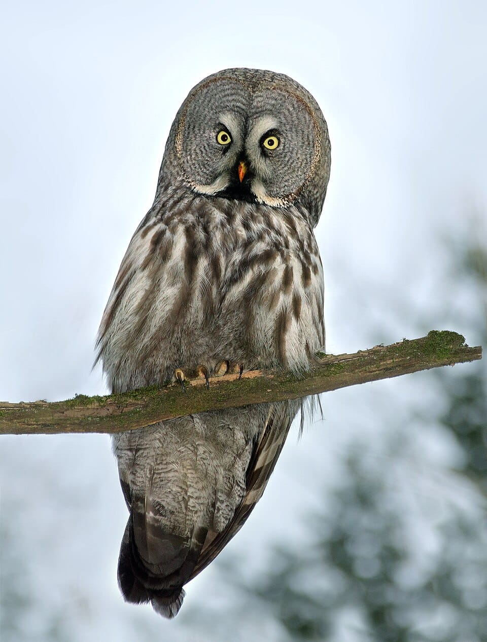 Great Gray Owl