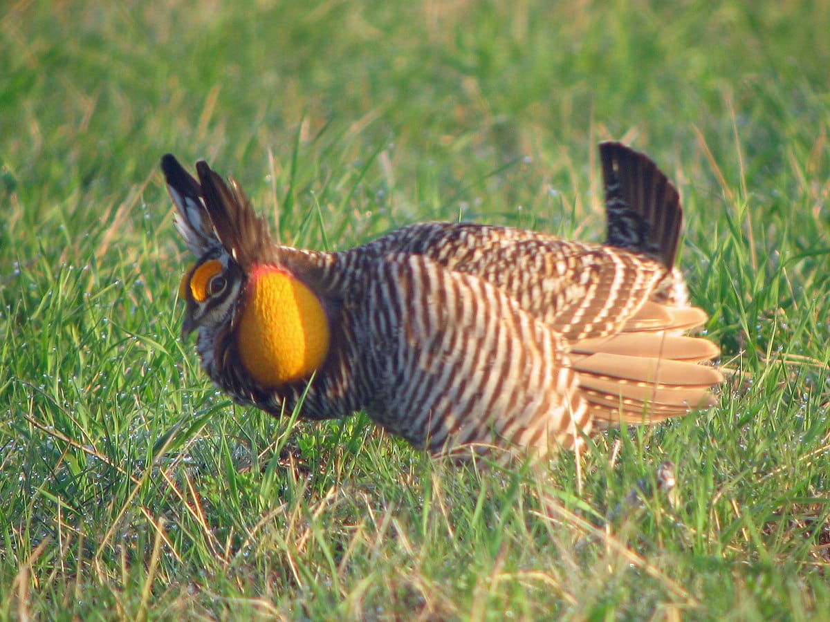 Greater Prairie-Chicken