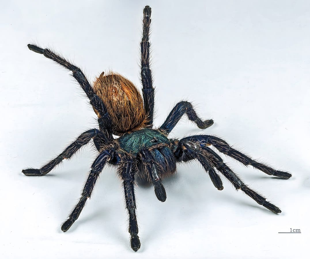 Green Bottle Blue Tarantula