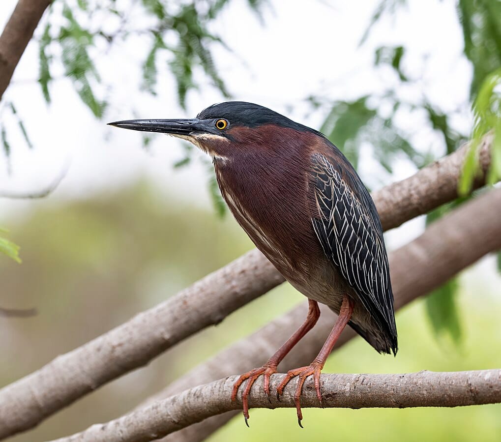 30 Types Of Herons Pictures And Identification 