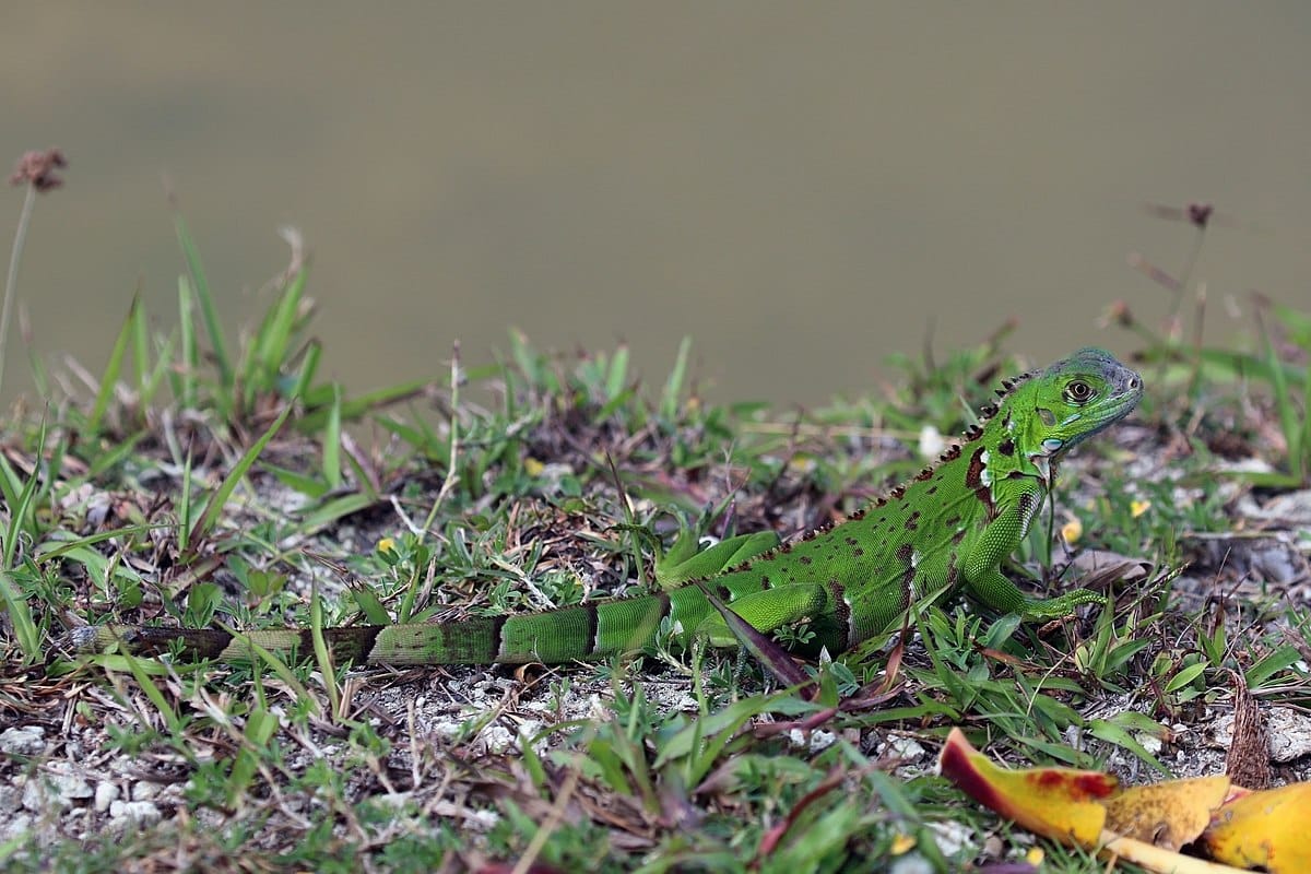 Green Iguana