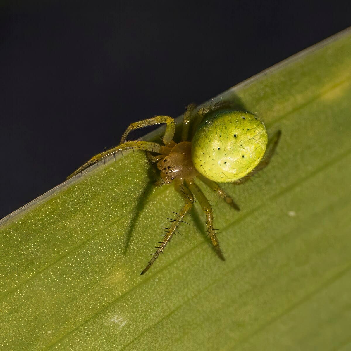 Green Orb-Weaver