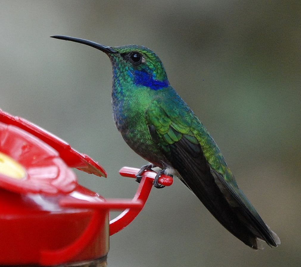Green Violet-ear Hummingbird