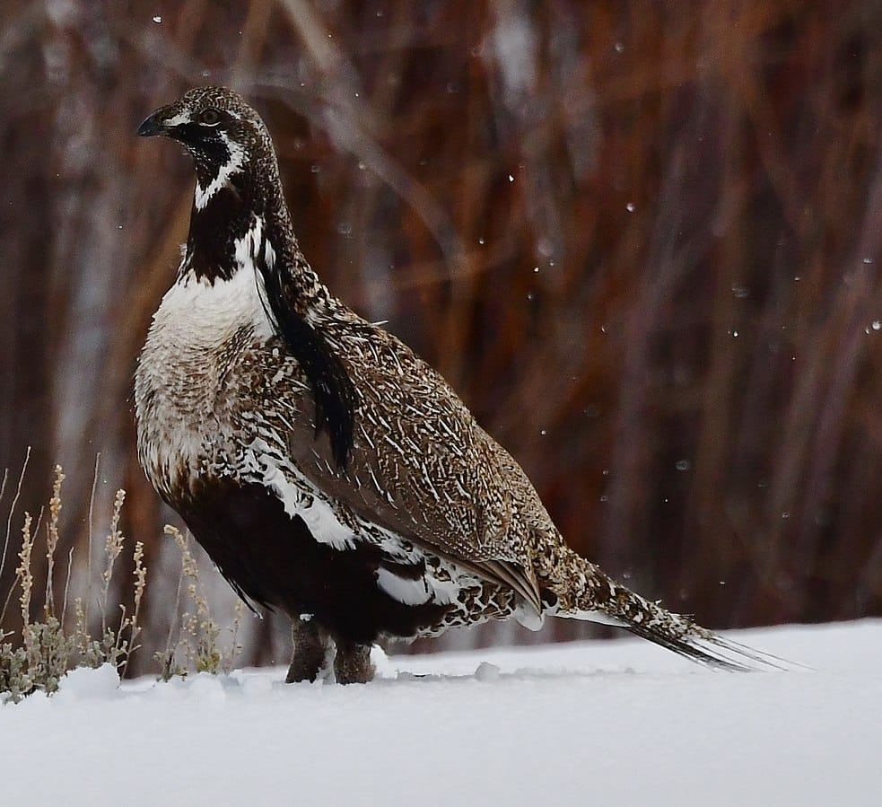 Gunnison Sage-Grouse