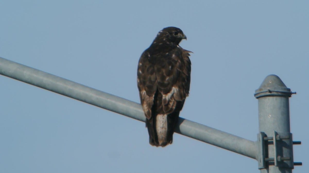Harlan’s Hawk