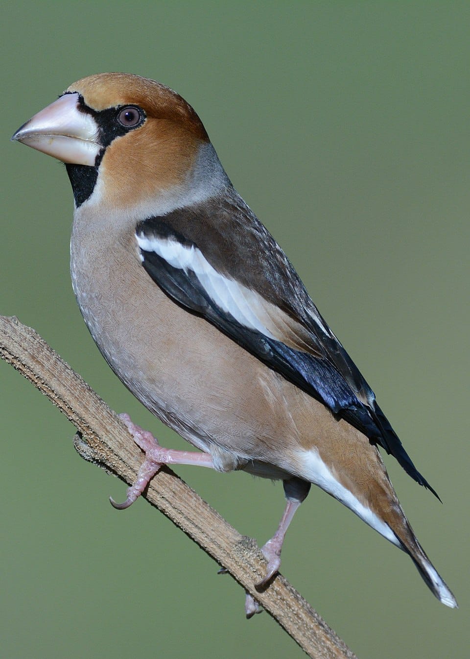 Hawfinch