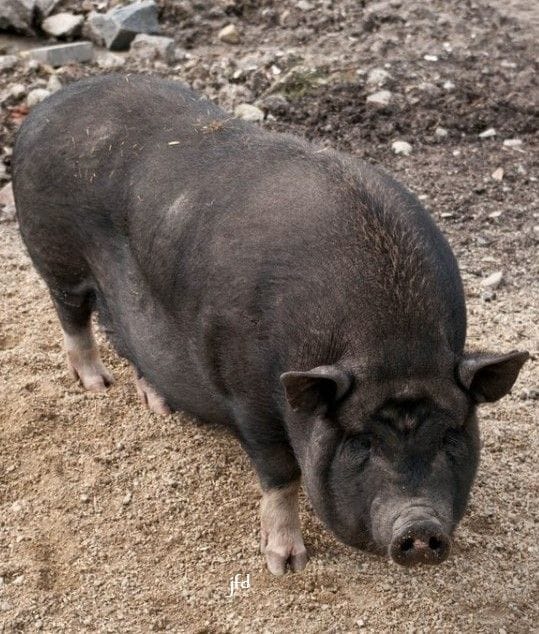 Heude’s Pig