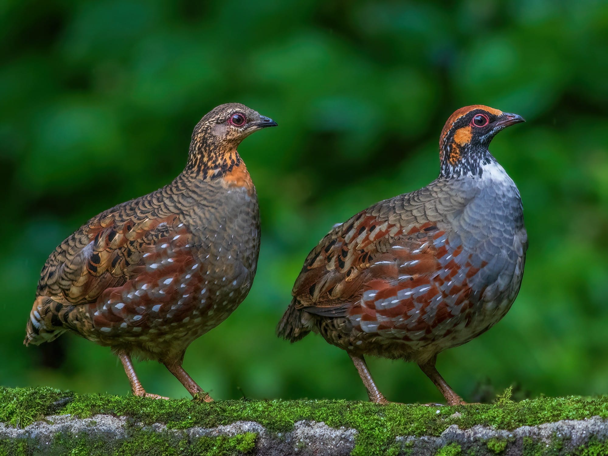 Hill Partridge-Grouse