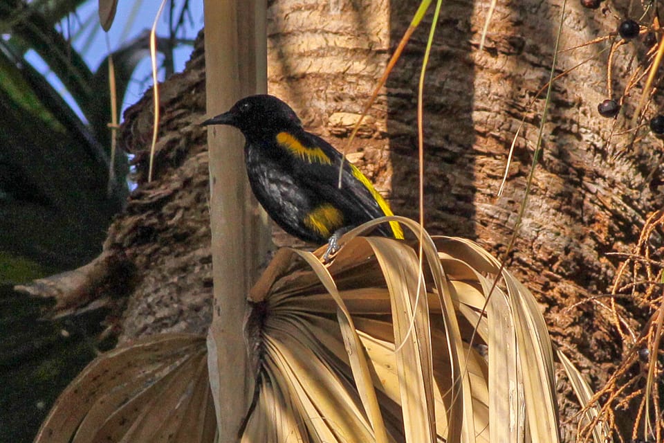 Hispaniolan Oriole