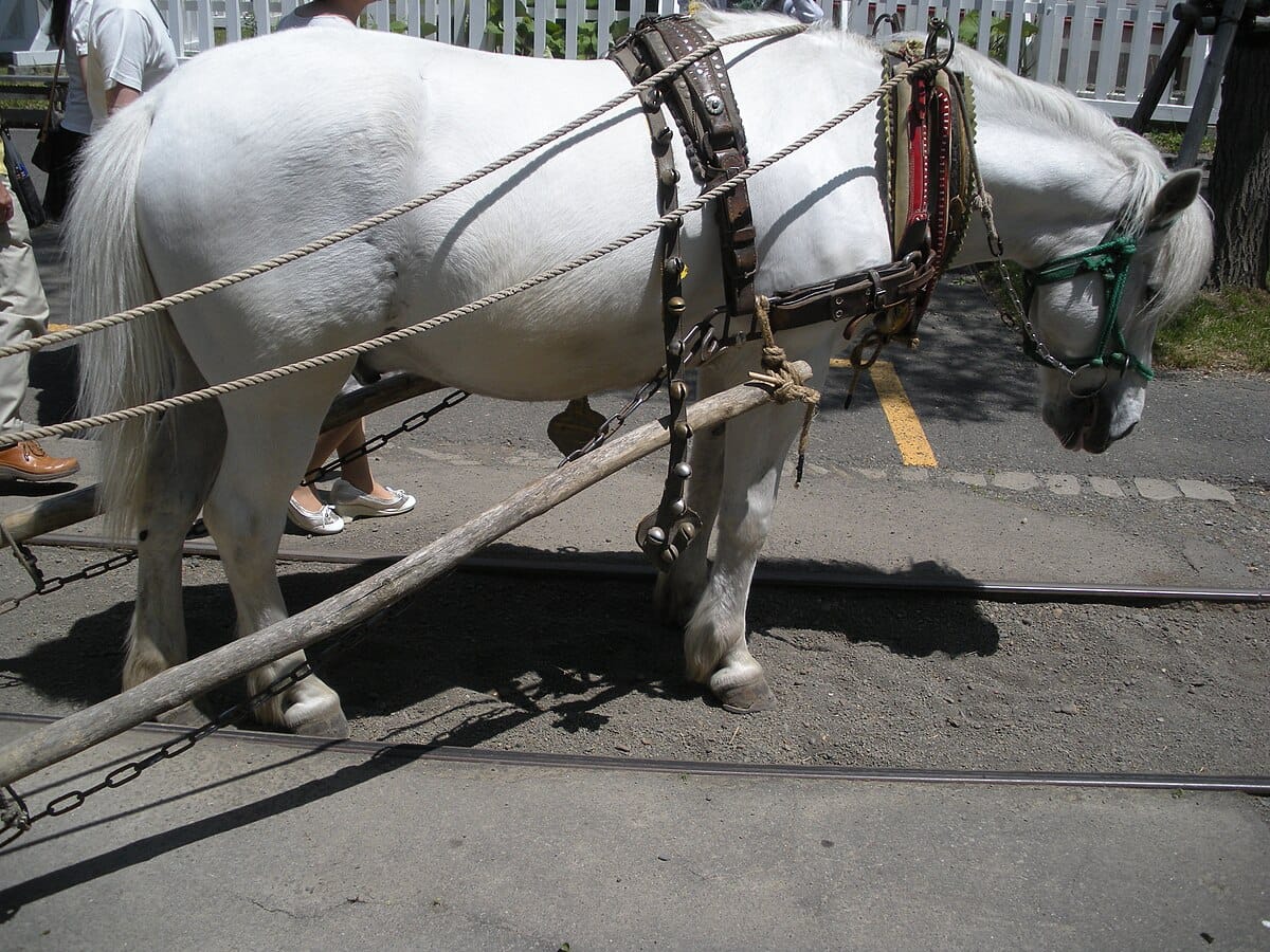Hokkaido Horse