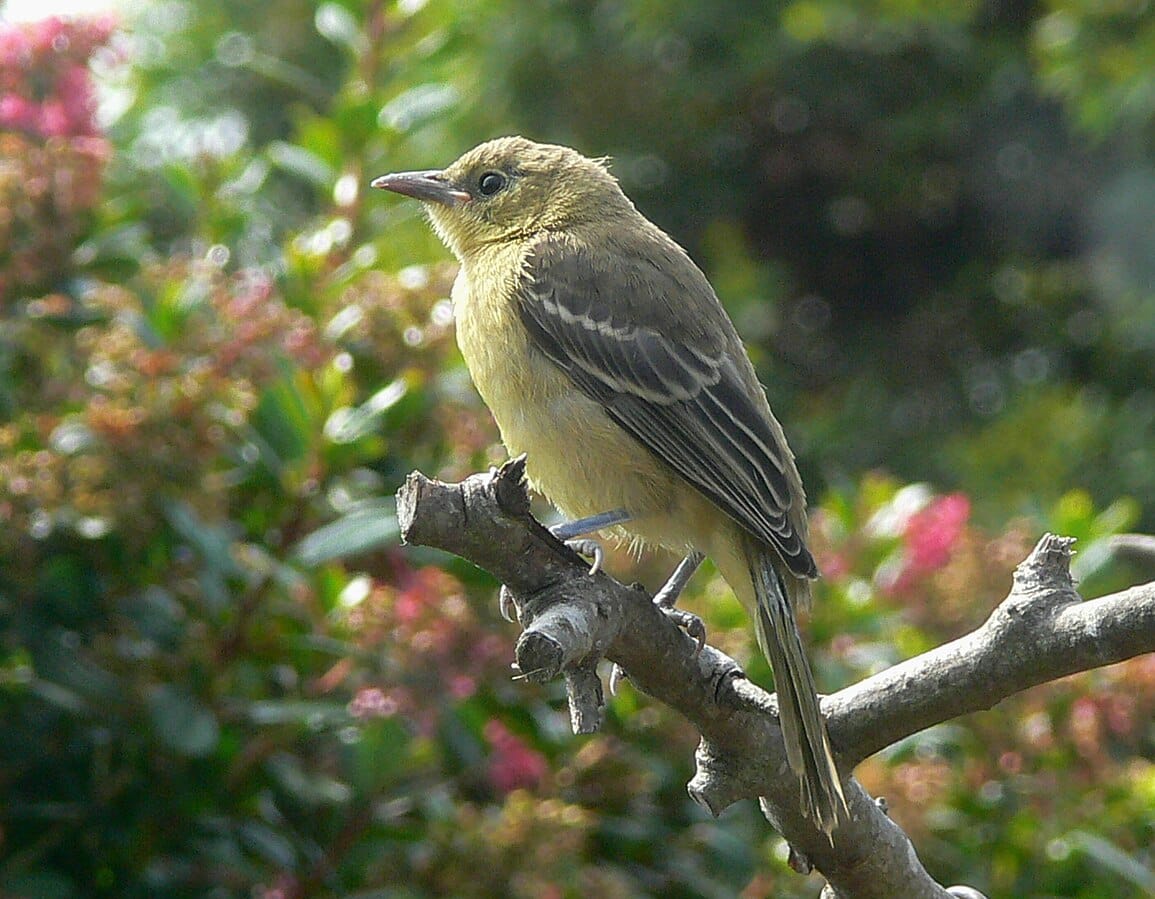 Hooded Oriole