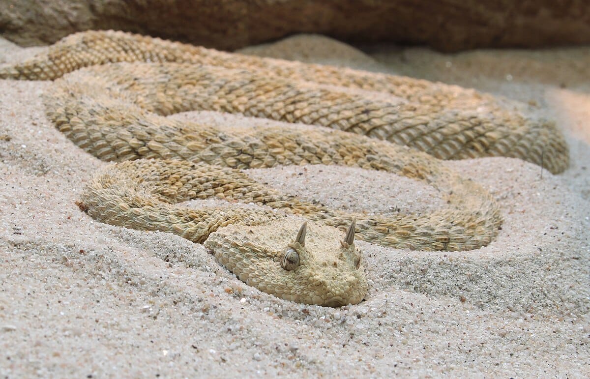 Horned Viper