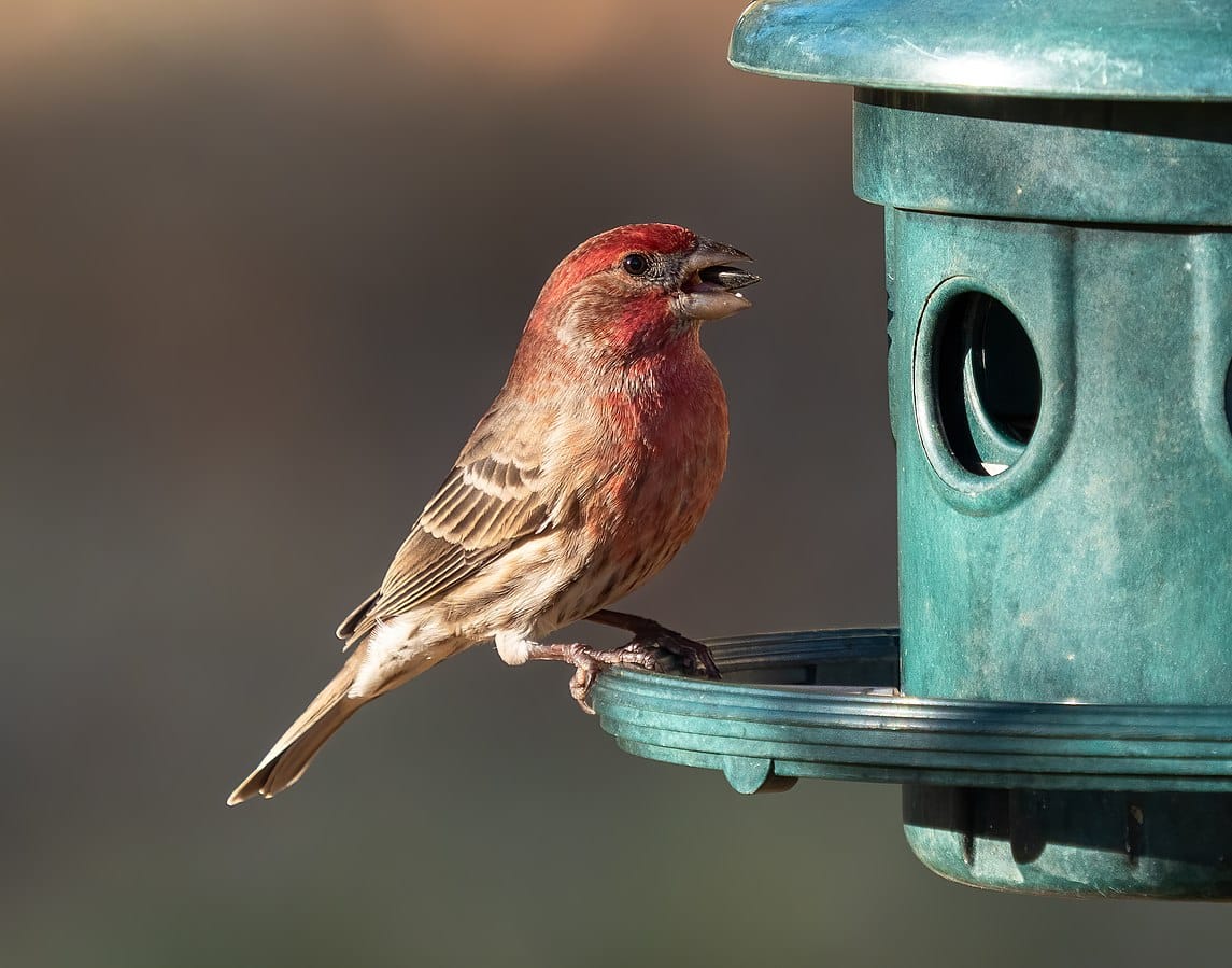 House Finch