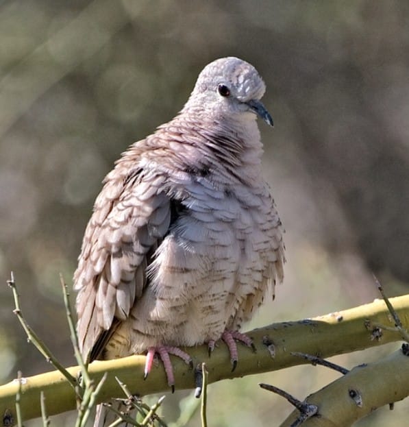 Inca Dove