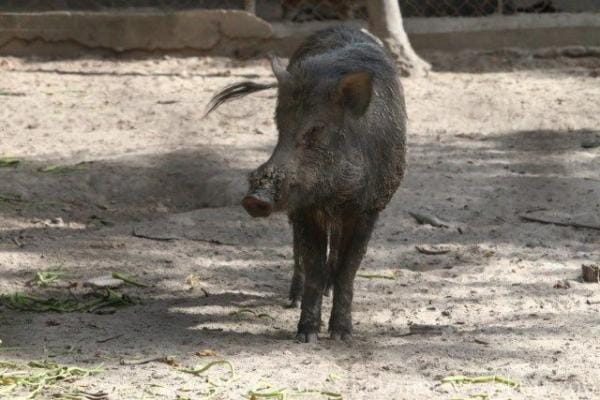 Chinese Wild Boar