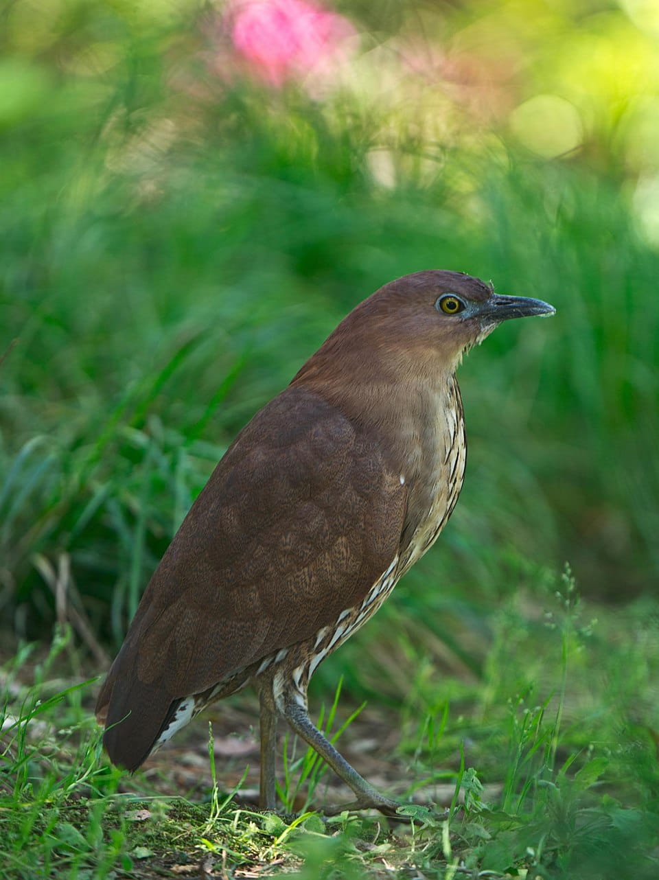 Japanese Night Heron