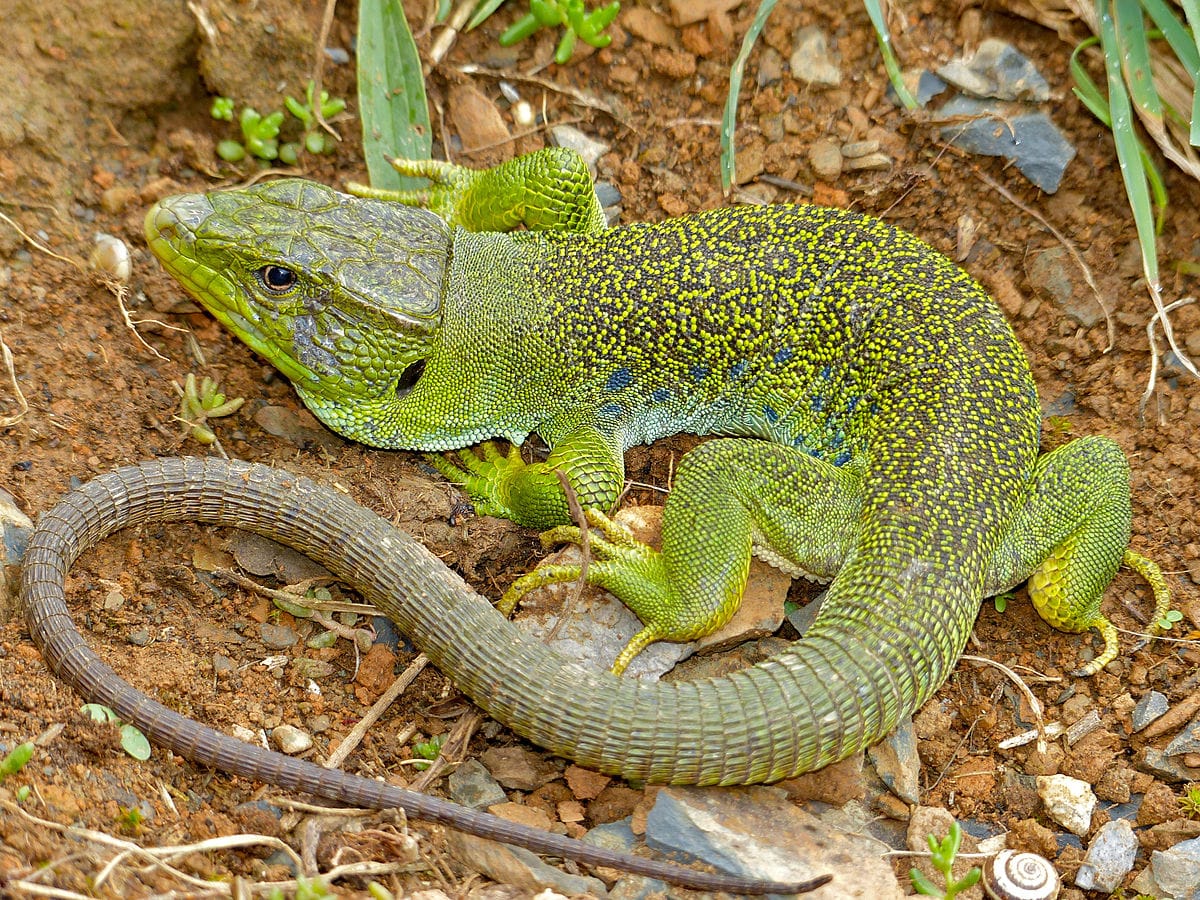 Jeweled Lacerta