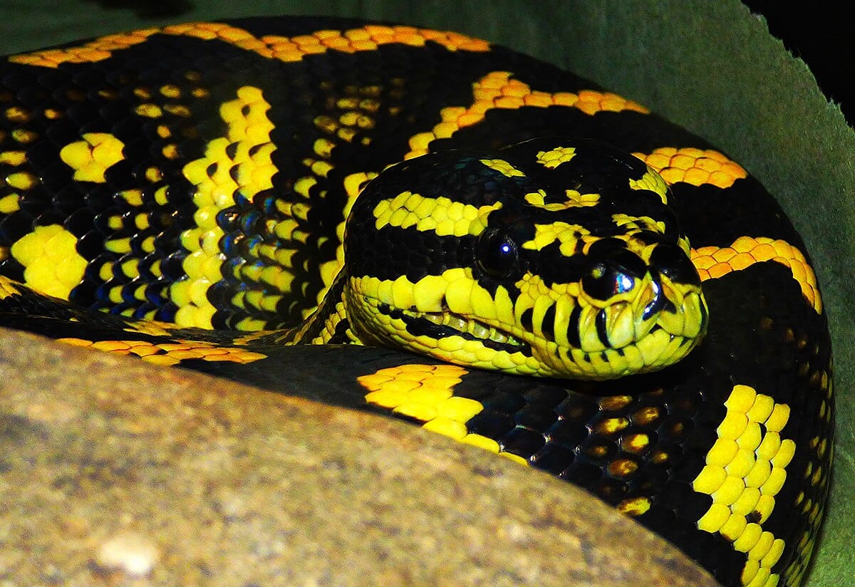 Jungle Carpet Python
