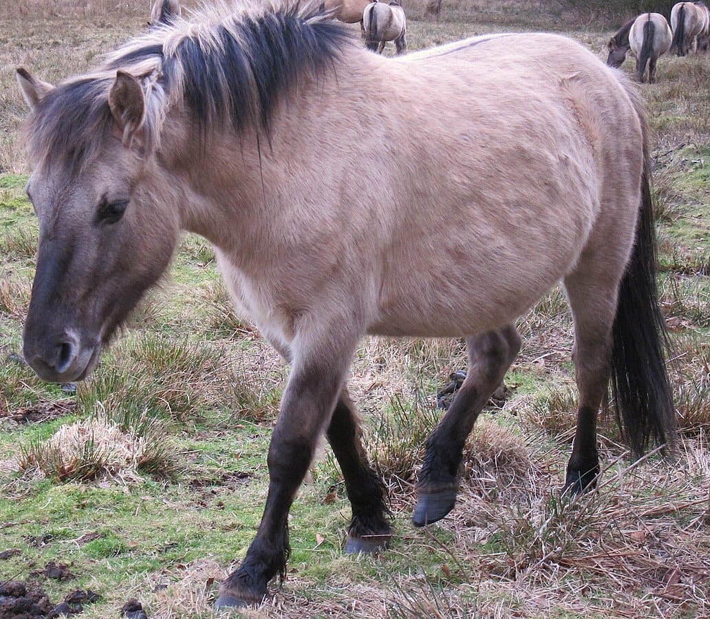 Konik Horse