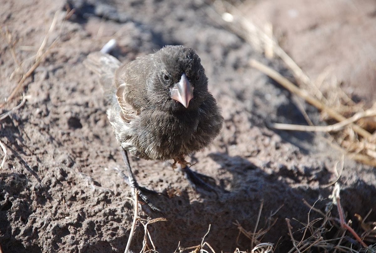 Large Cactus Finch