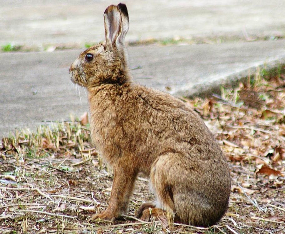 Lepus brachyurus brachyurus