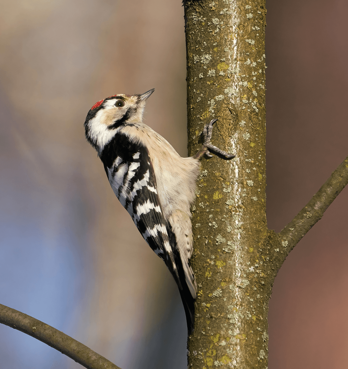 Lesser Spotted Woodpecker