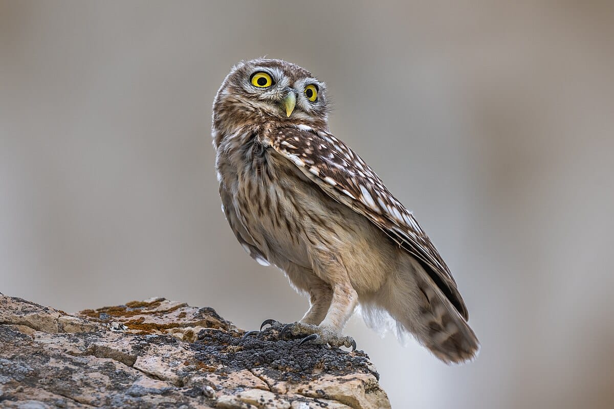 Little Owl