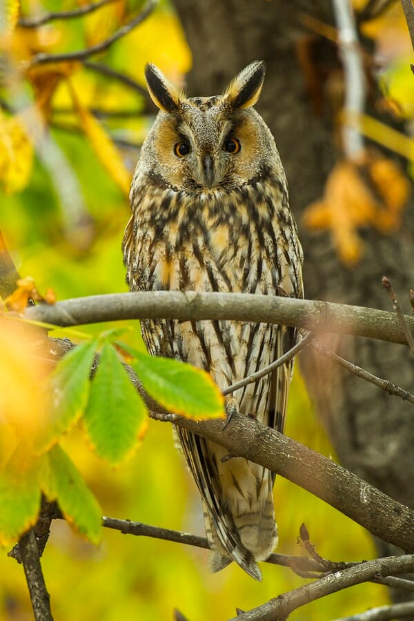 Long-eared Owl