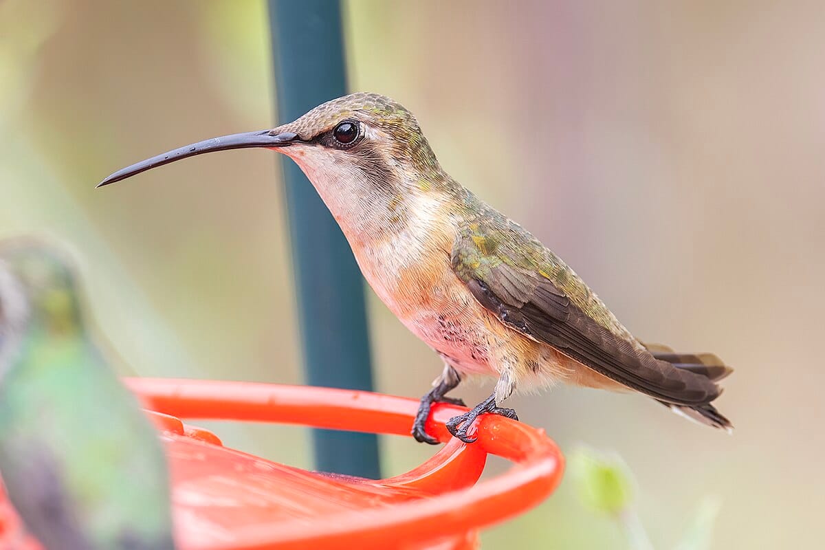Lucifer Hummingbird