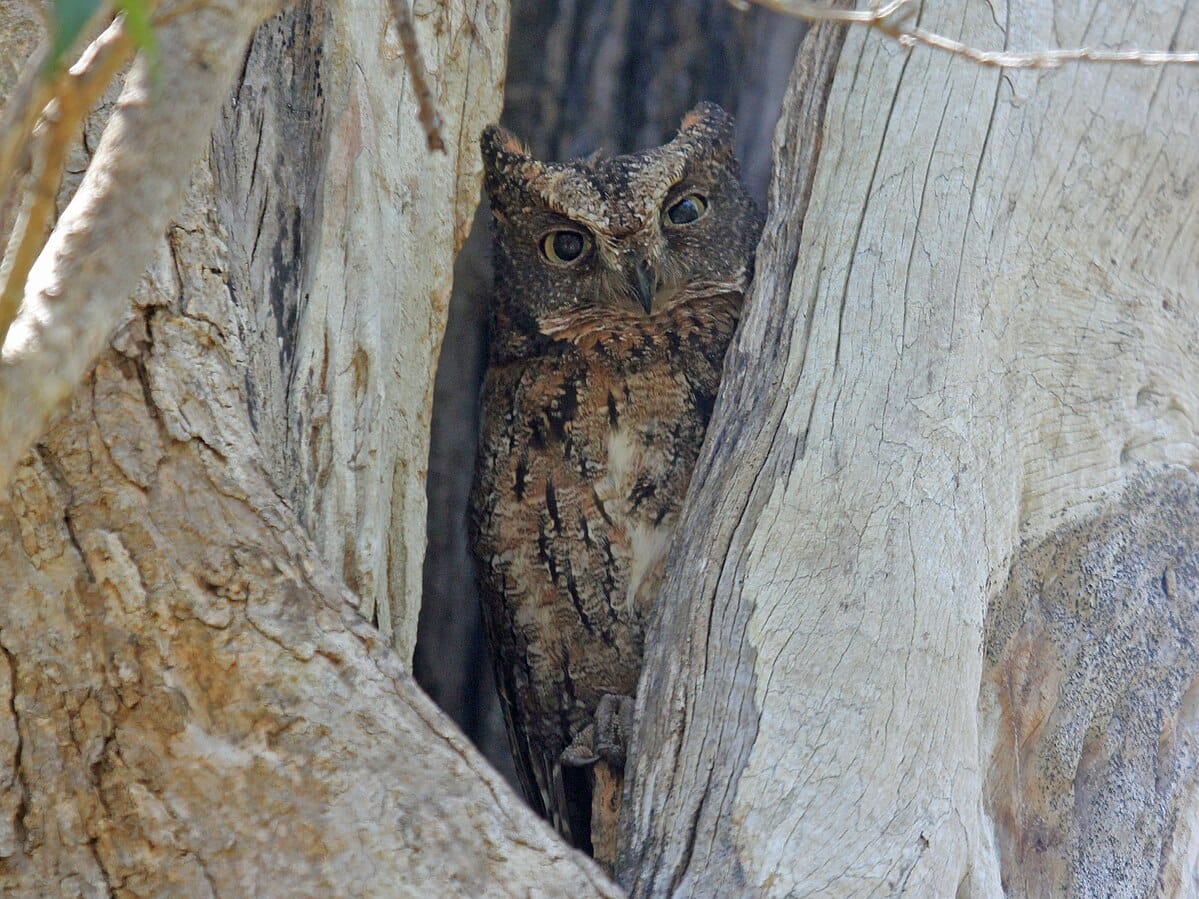 Madagascar Scops Owl