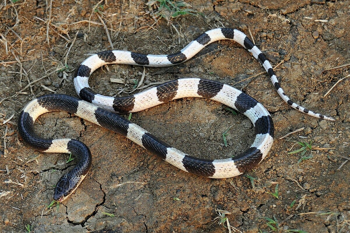 Malayan Krait