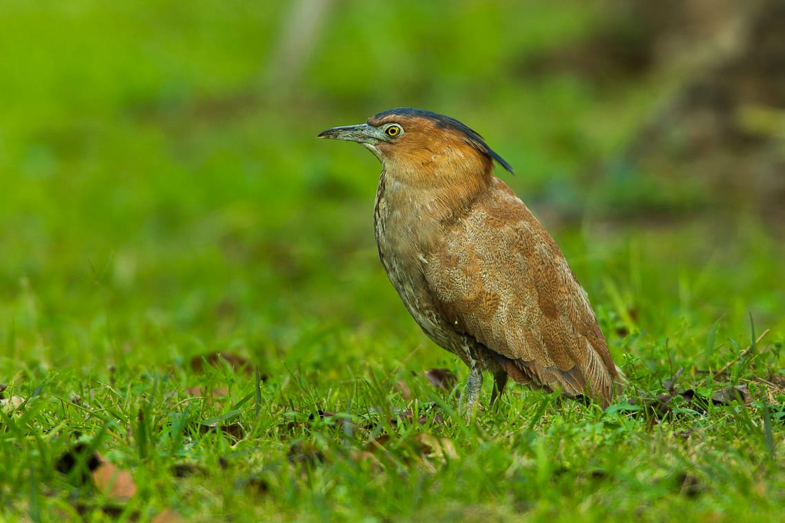 Malayan Night Heron