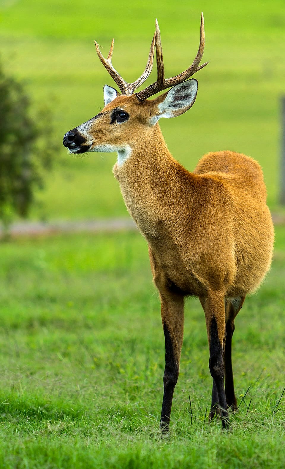 Marsh Deer