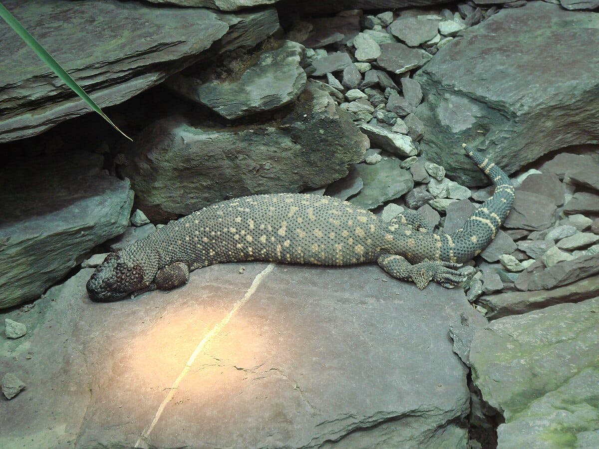 Mexican Beaded Lizard