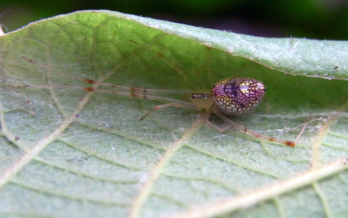 Mirror Spider