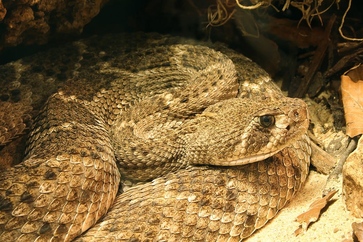 Mojave Rattlesnake