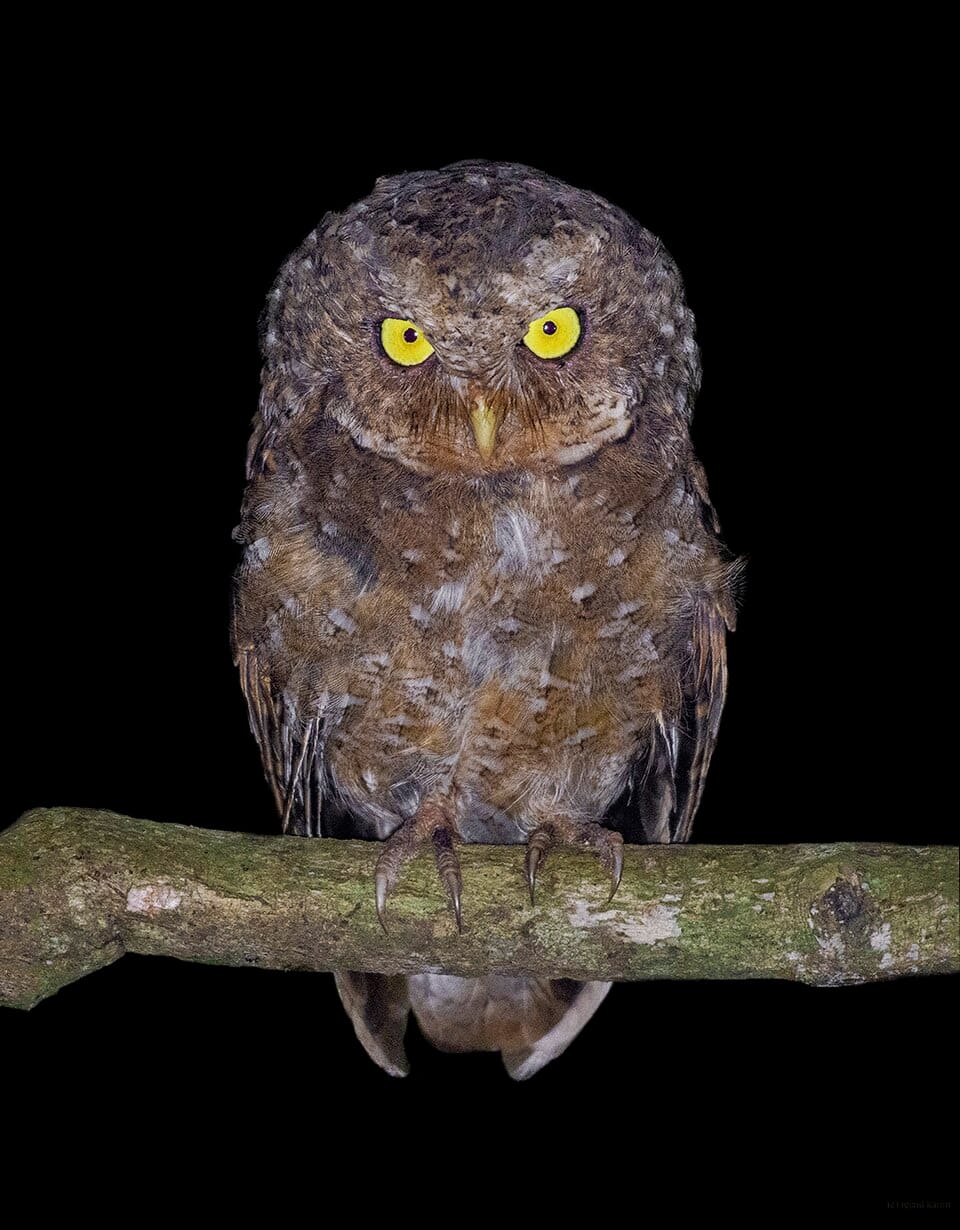 Mountain Scops Owl