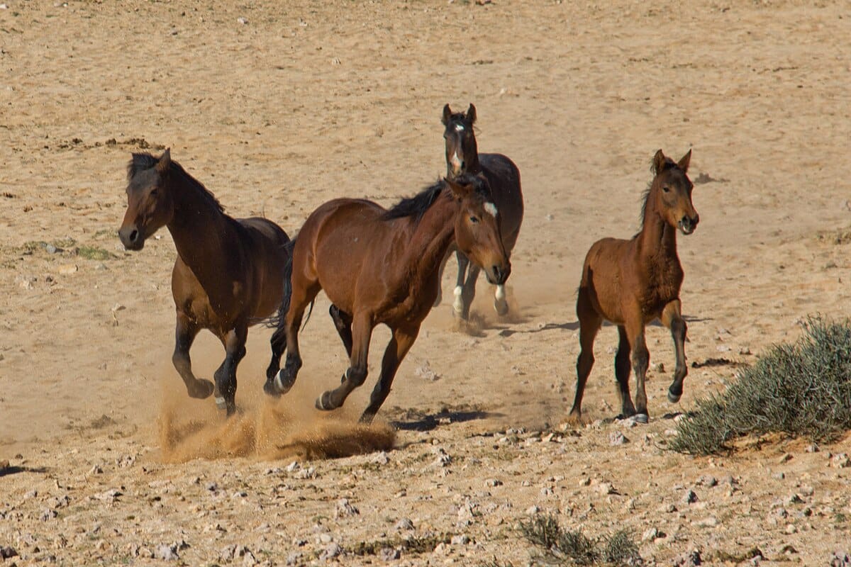 Namib Desert Pony