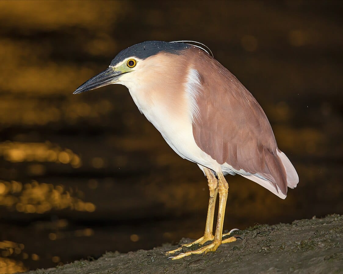 Nankeen Night Heron
