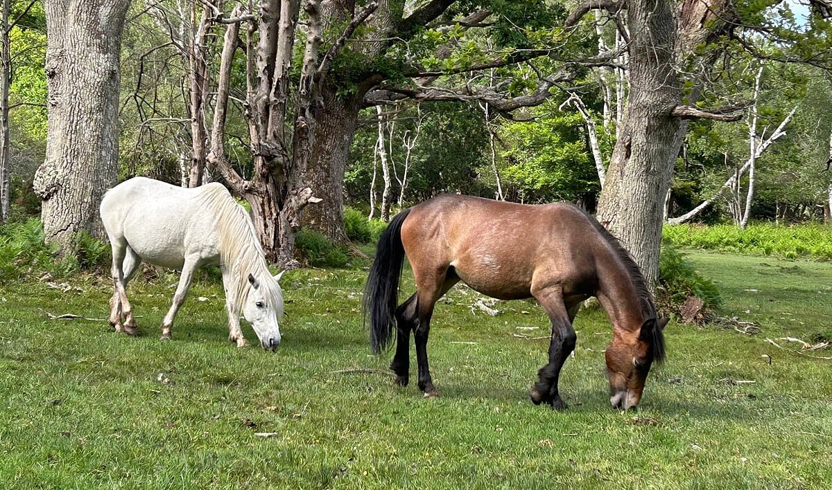 New Forest Pony