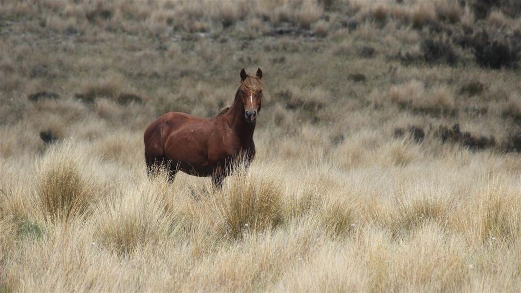 New Zealand Kaimanawa Pony
