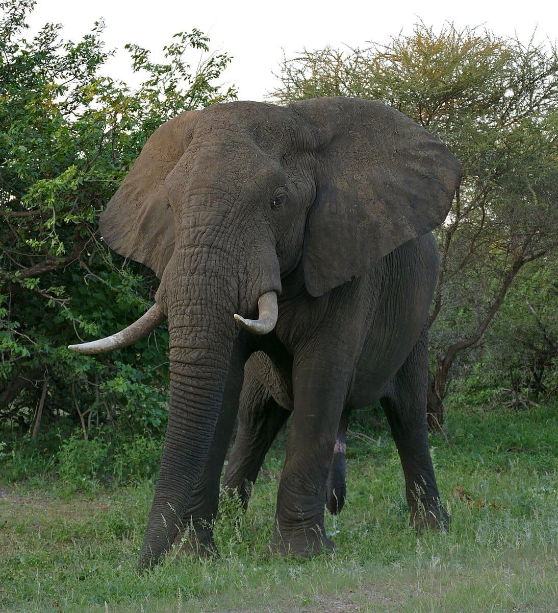 North African Elephant