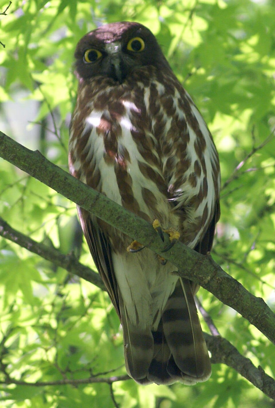 Northern Boobook