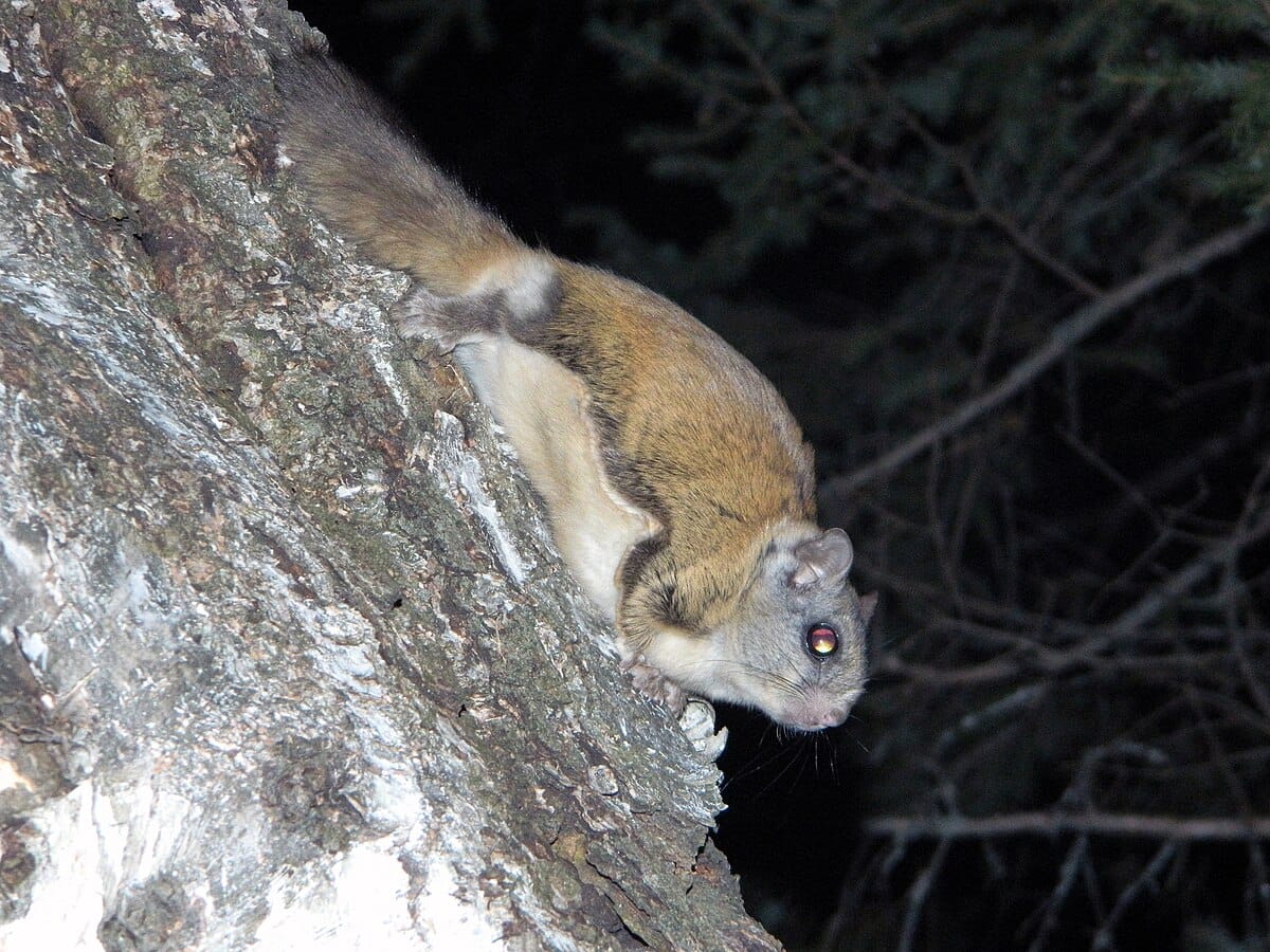 40 Types Of Squirrels Species Identification With Pictures 40 Types Of Squirrels Species Identification With Pictures