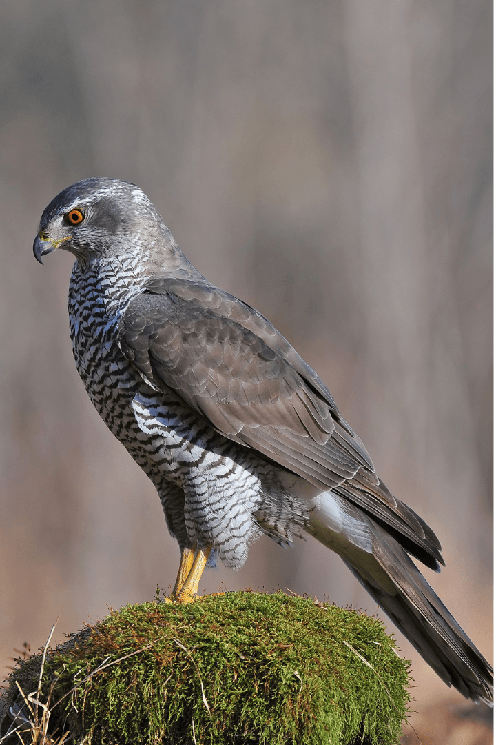 Northern Goshawk