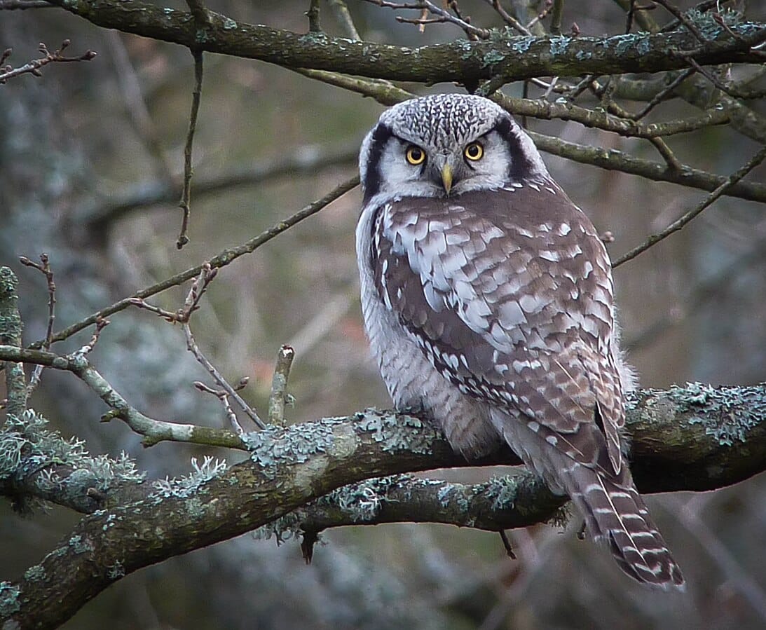 Northern Hawk Owl