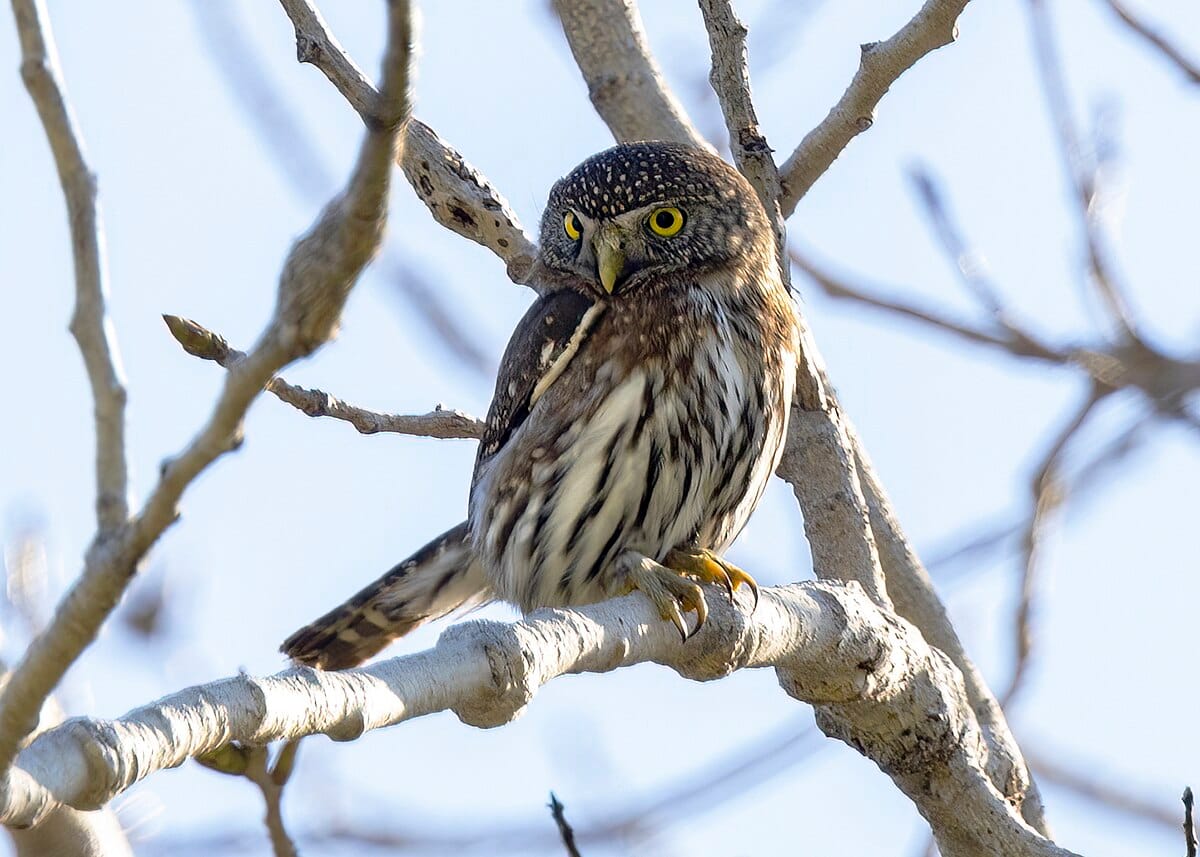 Northern Pygmy Owl