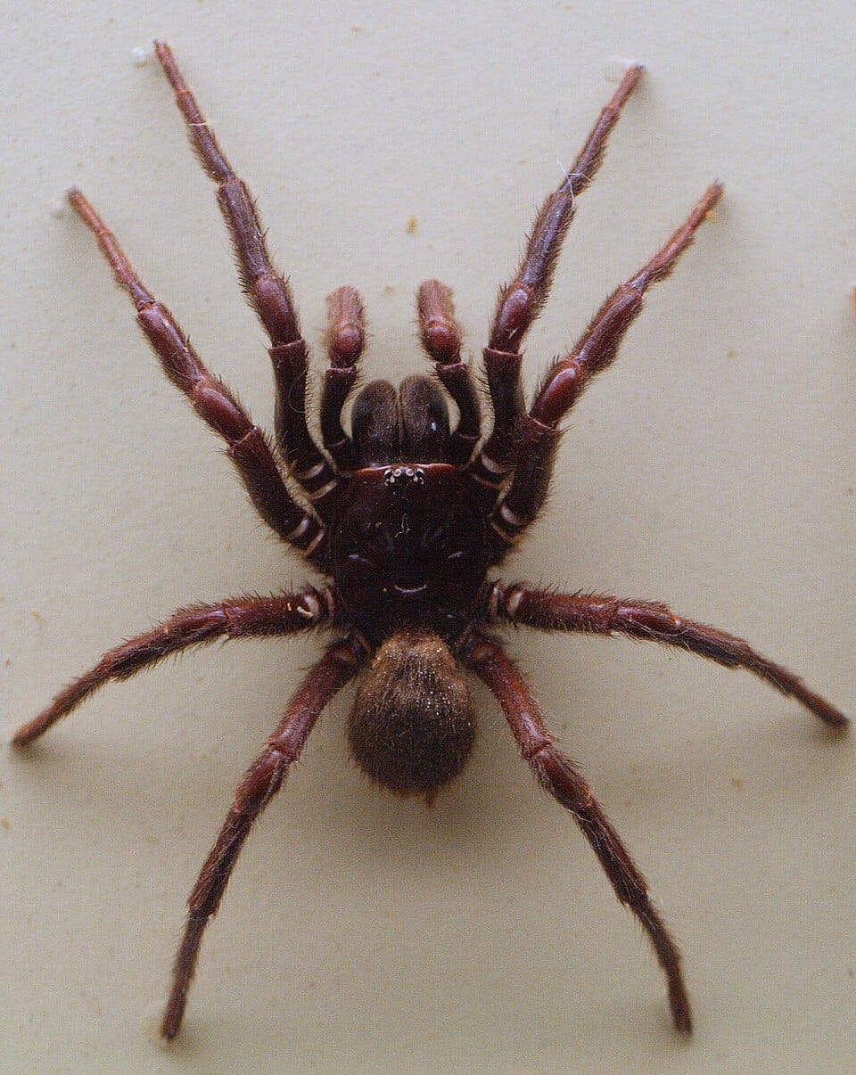 Northern Tree Funnel-Web Spider