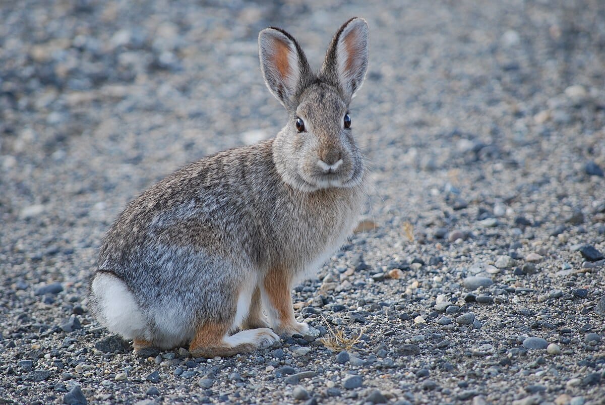 Nuttall’s Cottontail