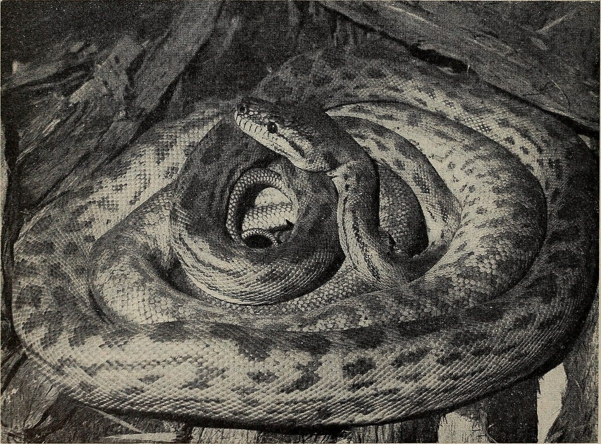 Oenpelli Python